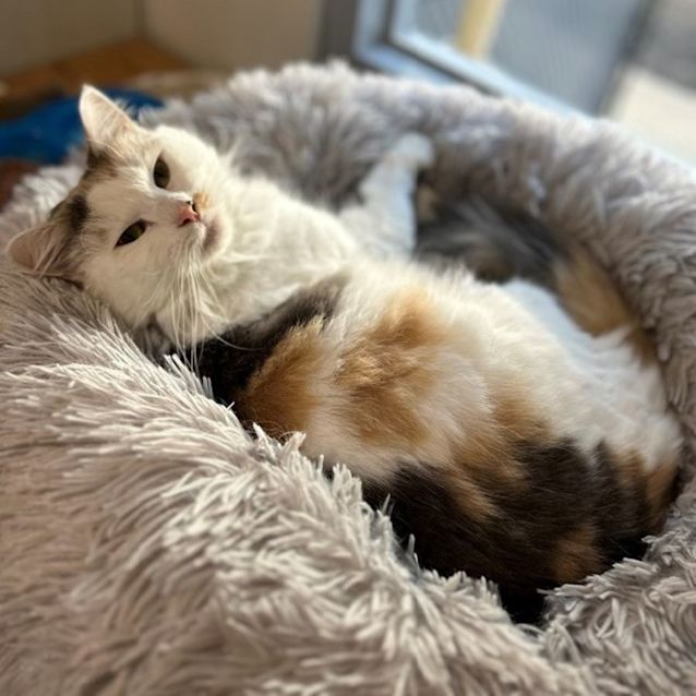 Photo of Butterscotch