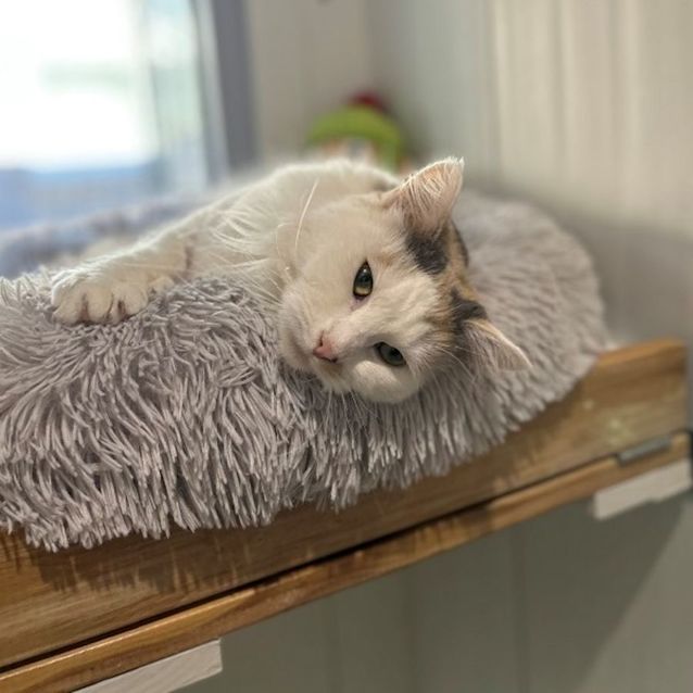 Photo of Butterscotch