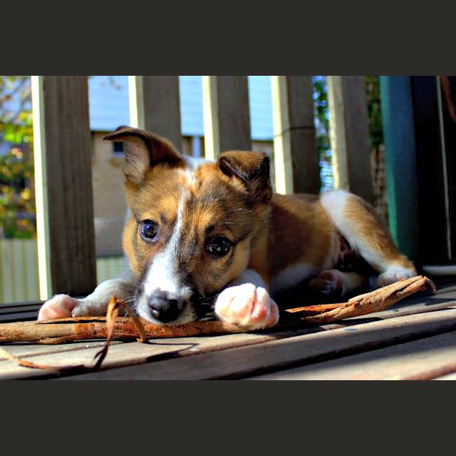Photo of Frankie ~Border Collie X Pup(trial Pending 4/7/15)
