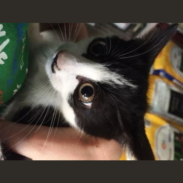 Photo of Pepe Le Tootie