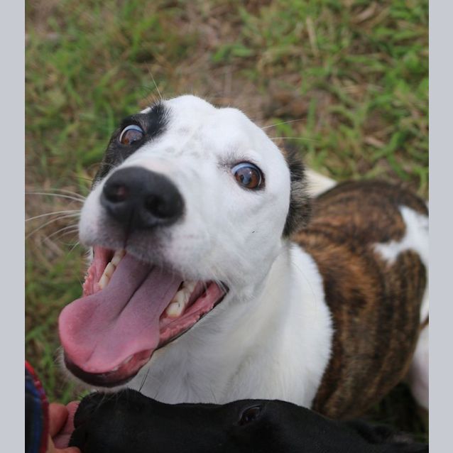 Photo of Zip (Adoption Pending)