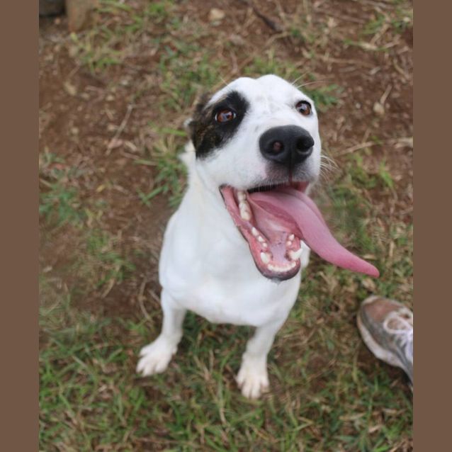 Photo of Zip (Adoption Pending)