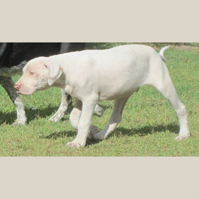 Photo of Caleb (Adoption Pending)