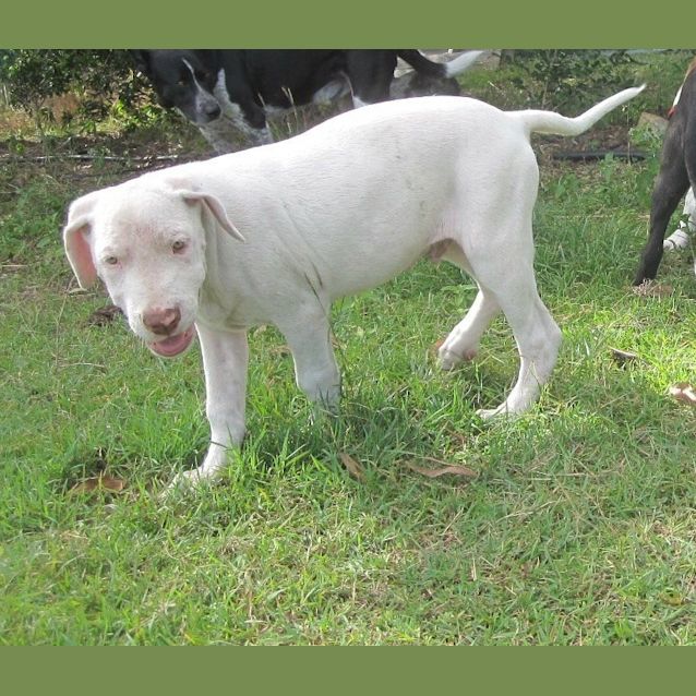 Photo of Caleb (Adoption Pending)