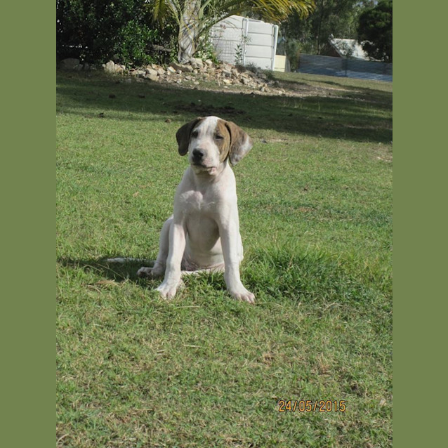 Photo of Micah (Adoption Pending)