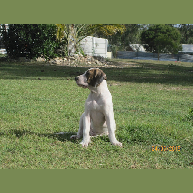 Photo of Micah (Adoption Pending)