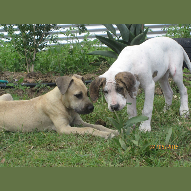 Photo of Micah (Adoption Pending)