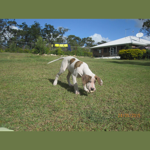 Photo of Micah (Adoption Pending)