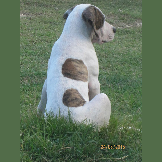 Photo of Micah (Adoption Pending)