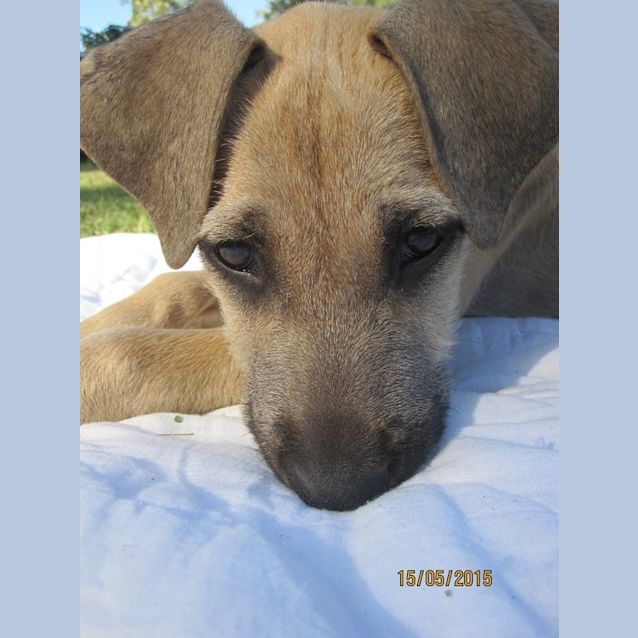 Photo of Luka (Adoption Pending)