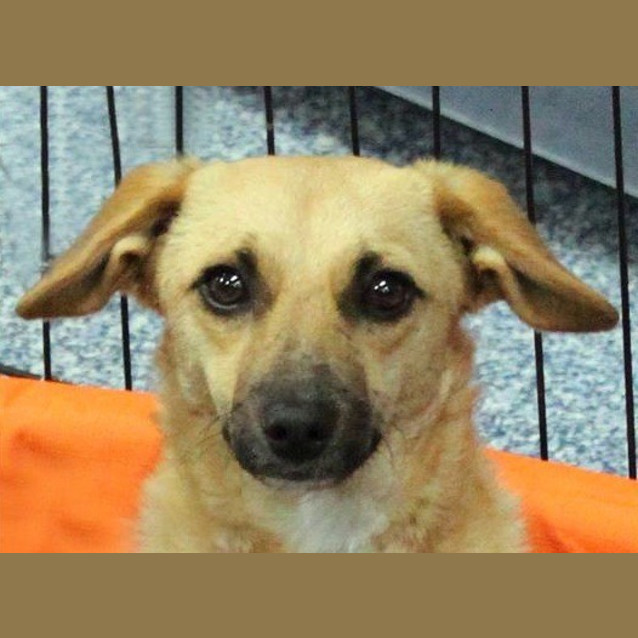 Photo of Angel (Adoption Pending)