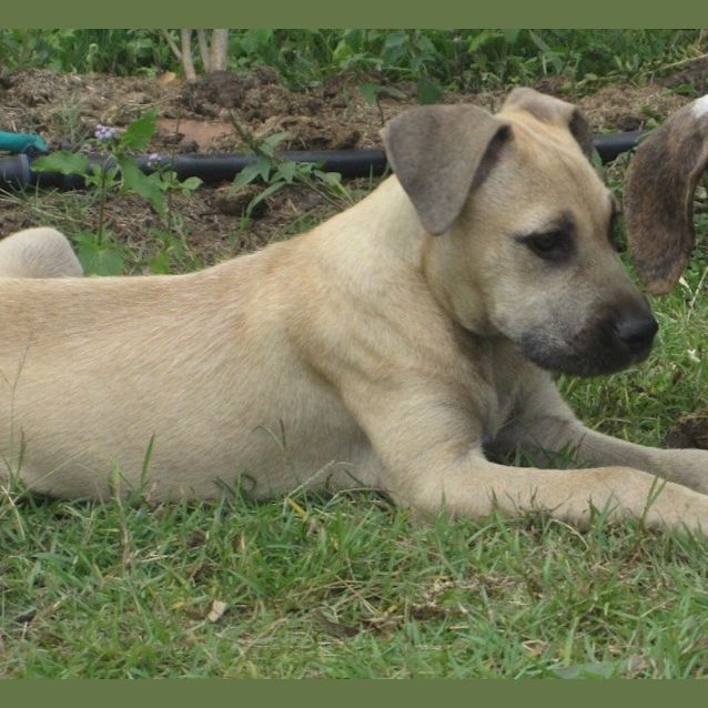 Photo of Luka (Adoption Pending)