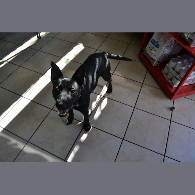 Photo of Christopher Needs To Get Out Of The Pound!! 