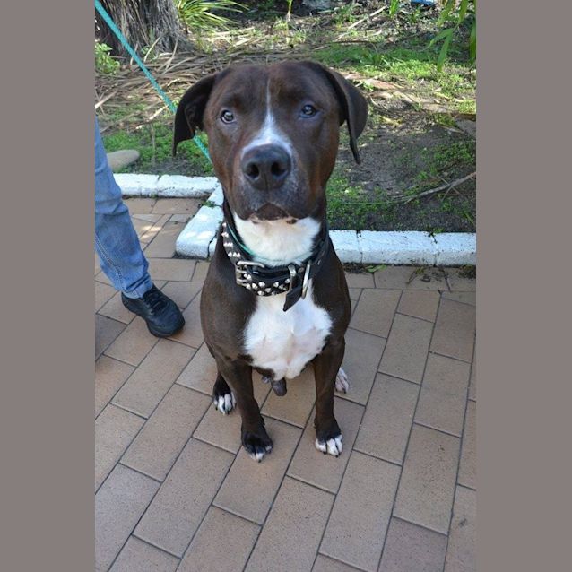 Photo of Major Needs To Get Out Of The Pound!