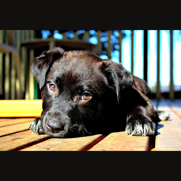 Photo of Juliet ~ Labrador X Puppy (Trial Pending 4/7/15)