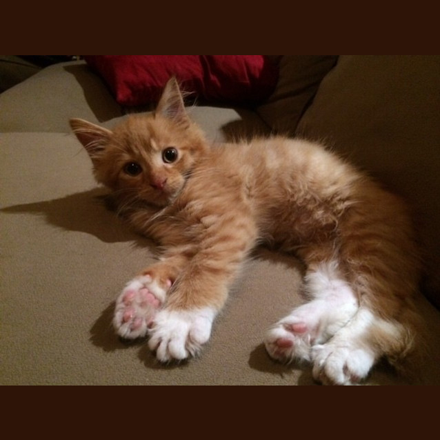Photo of Gideon