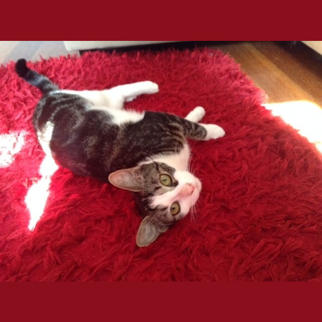 Photo of Mishka