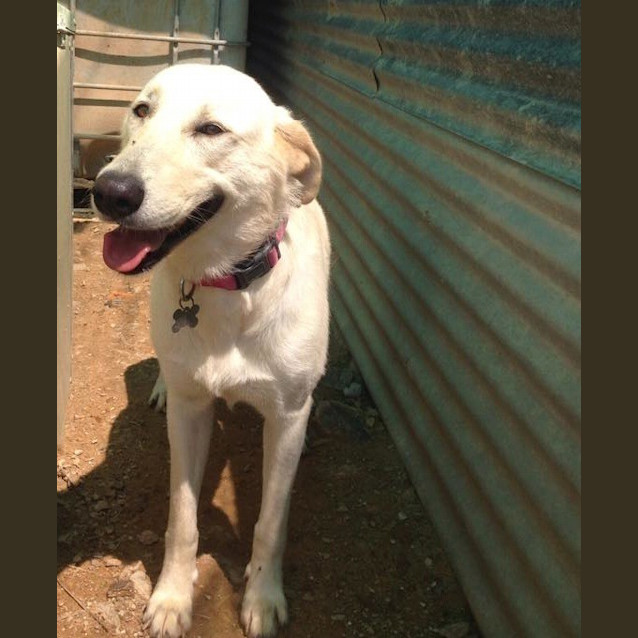 Photo of Toohey (Adoption Pending)