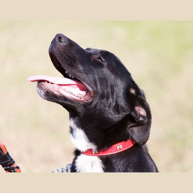 Photo of Ezra ~ Staffy X Lab Puppy (On Trial 16/8/15)