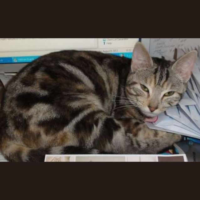 Photo of Charlotte (Located Templestowe)