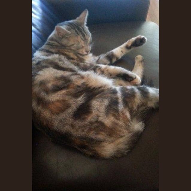 Photo of Charlotte (Located Templestowe)