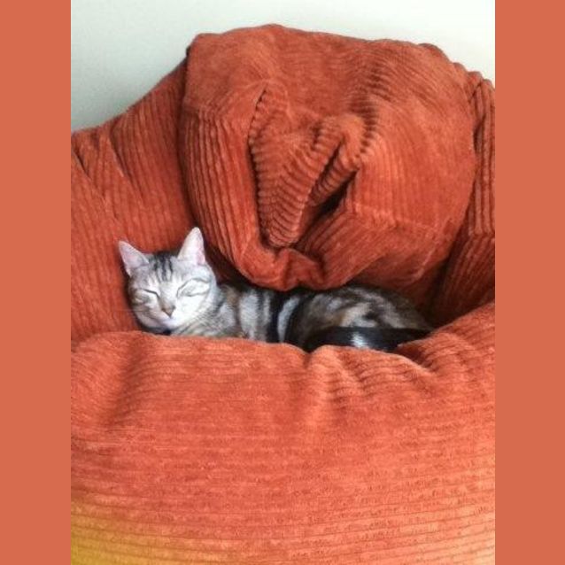 Photo of Charlotte (Located Templestowe)