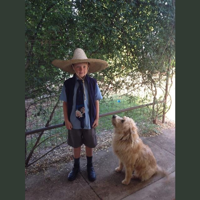 Photo of King ~ Cattle X Poodle