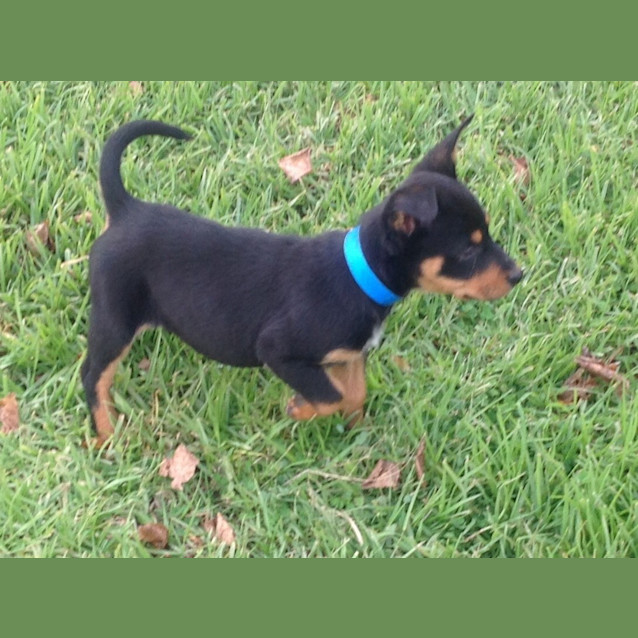 Photo of Frederick   Adoption Pending