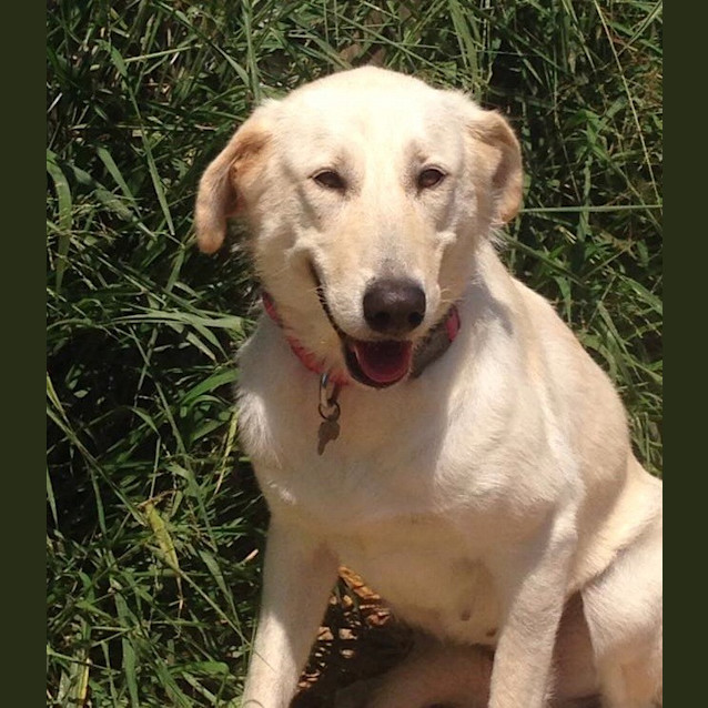 Photo of Toohey (Adoption Pending)