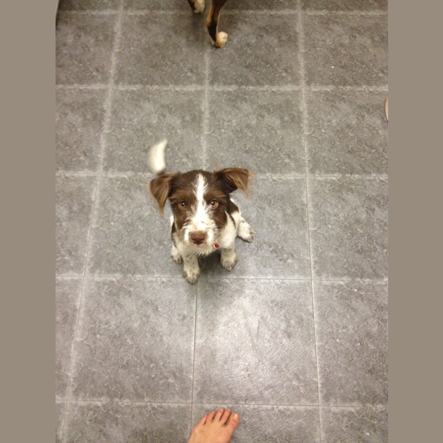 Photo of Daisy