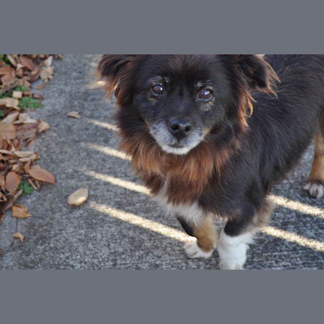 Photo of Bruno 