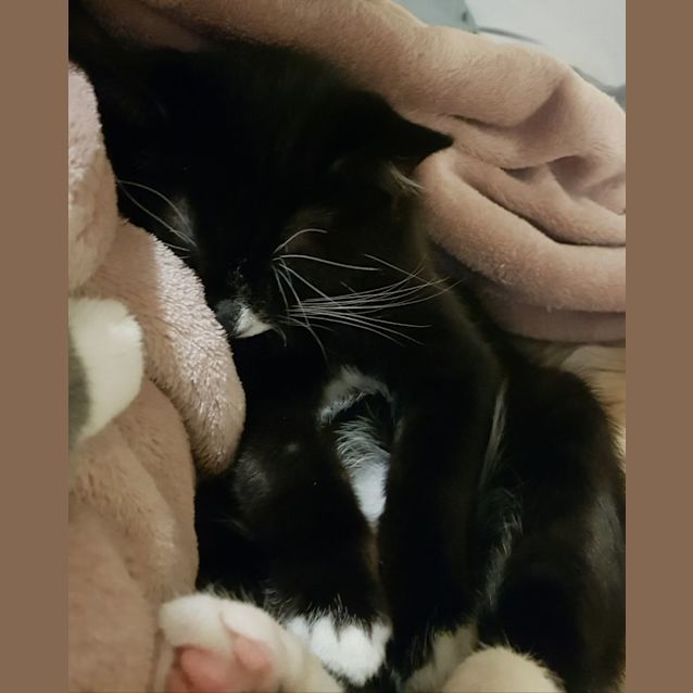 Photo of Boaz 😺💙