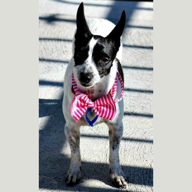 Photo of Dot ~ Toy Foxy (On Trial 2/7/15)