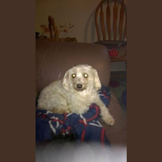Photo of Fifi