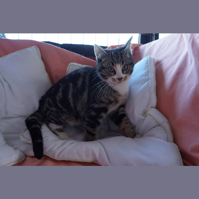 Photo of Aries