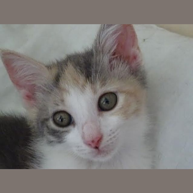 Photo of Indira    Kitten Kapers Rescue
