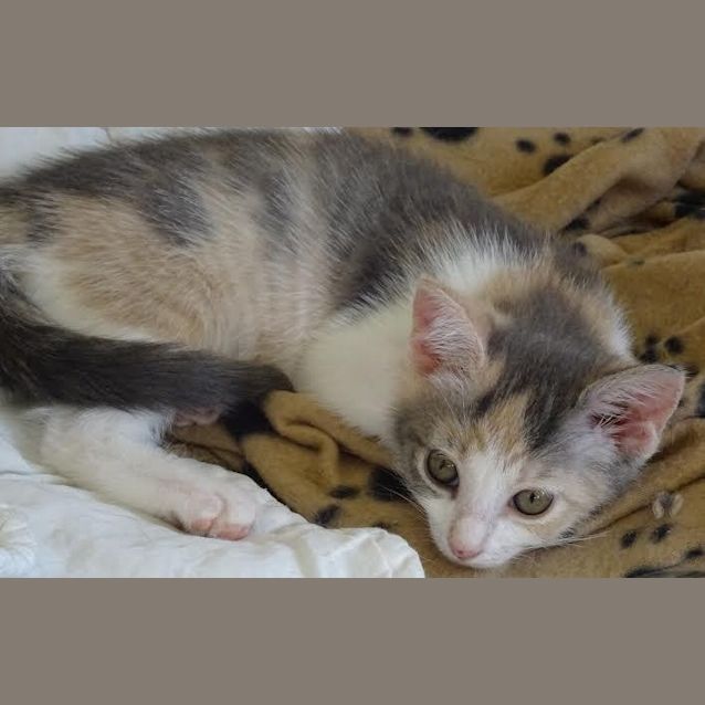 Photo of Poppy   Kitten Kapers Rescue 