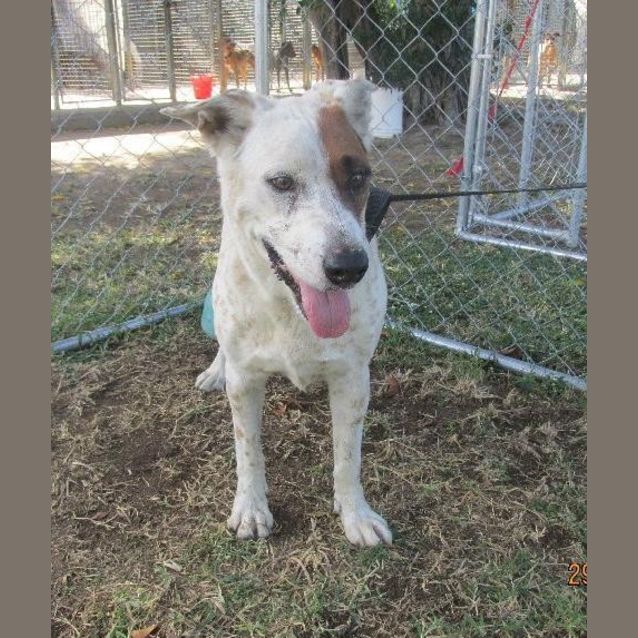 Photo of Bandit