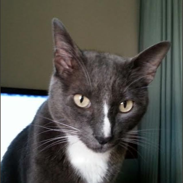 Photo of Kitten Kapers Rescue   Solomon