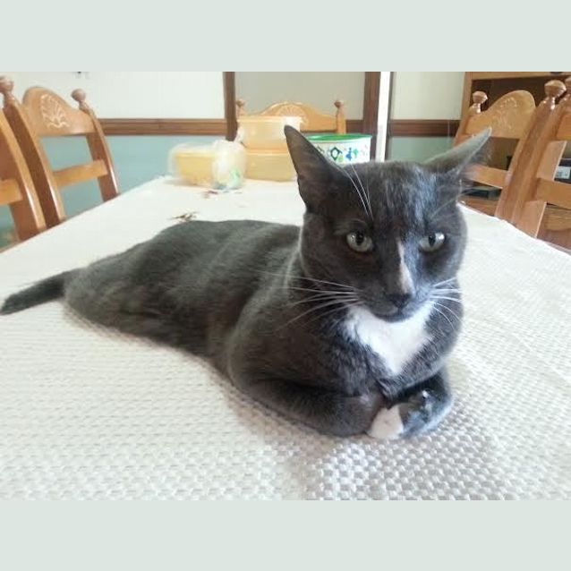 Photo of Kitten Kapers Rescue   Solomon