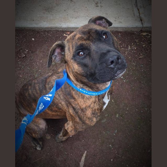 Photo of Rusty
