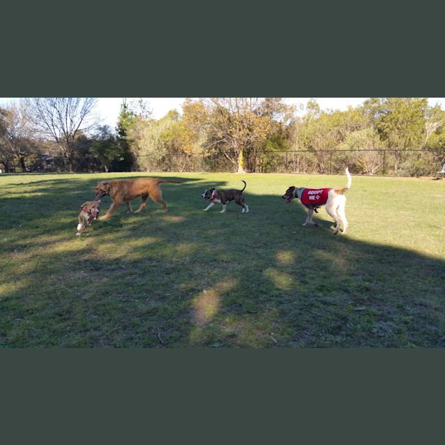 Photo of Major Nelson   Would Thrive As An Only Dog!