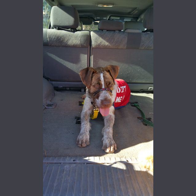 Photo of Major Nelson   Would Thrive As An Only Dog!