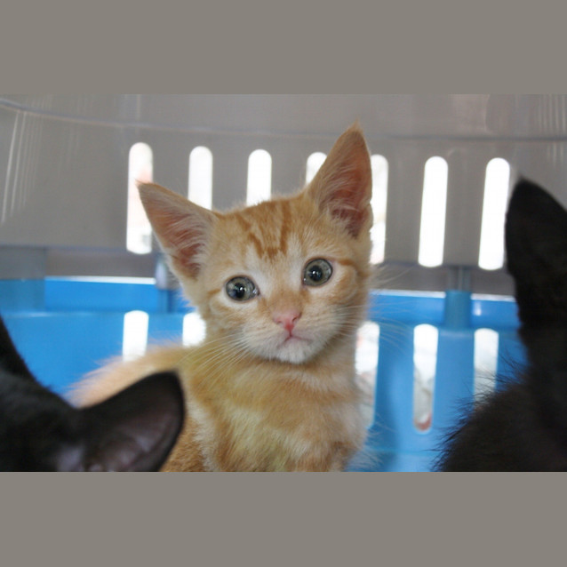 Photo of Rescue (Pre Adoption)