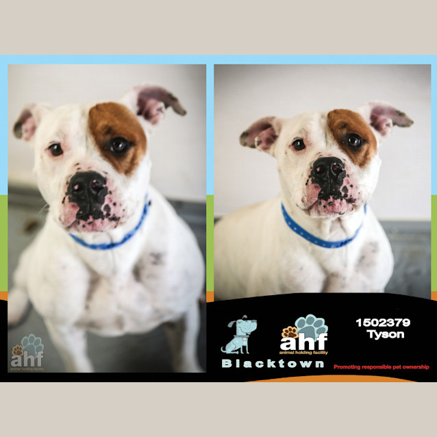 Photo of Tyson ~ #1502379