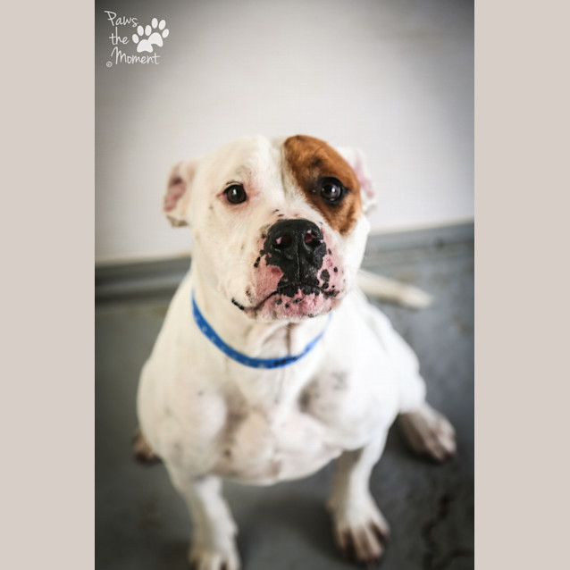 Photo of Tyson ~ #1502379