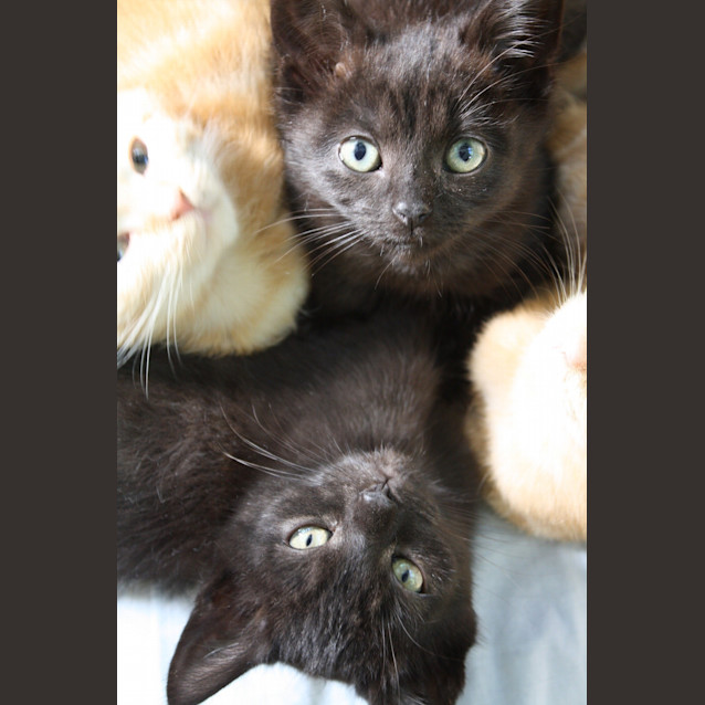 Photo of Nimble (Pre Adoption)