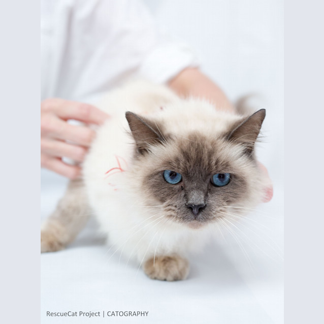 Photo of "Rory" Purrfect Match