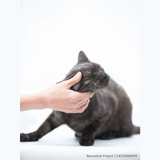 Photo of "Smokie" Purrfect Match