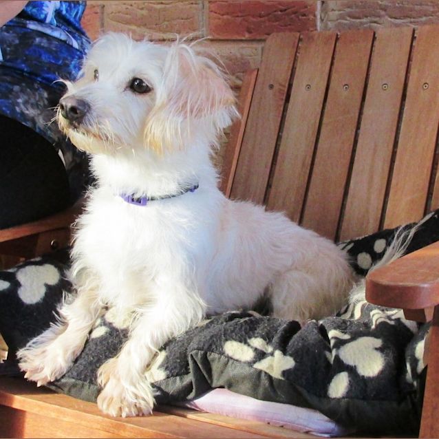 Photo of Ya Ya *On Trial In His New Home*